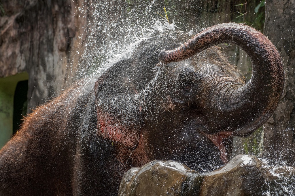 Elephants are sacred animals in Thailand