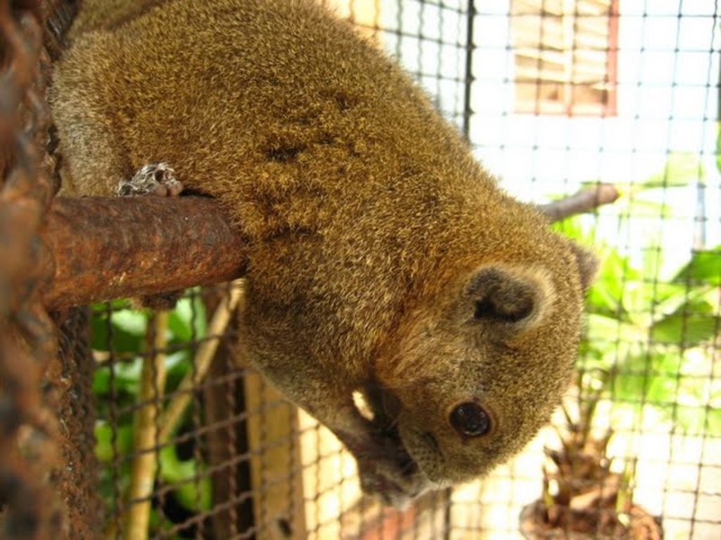 Phuket zoo