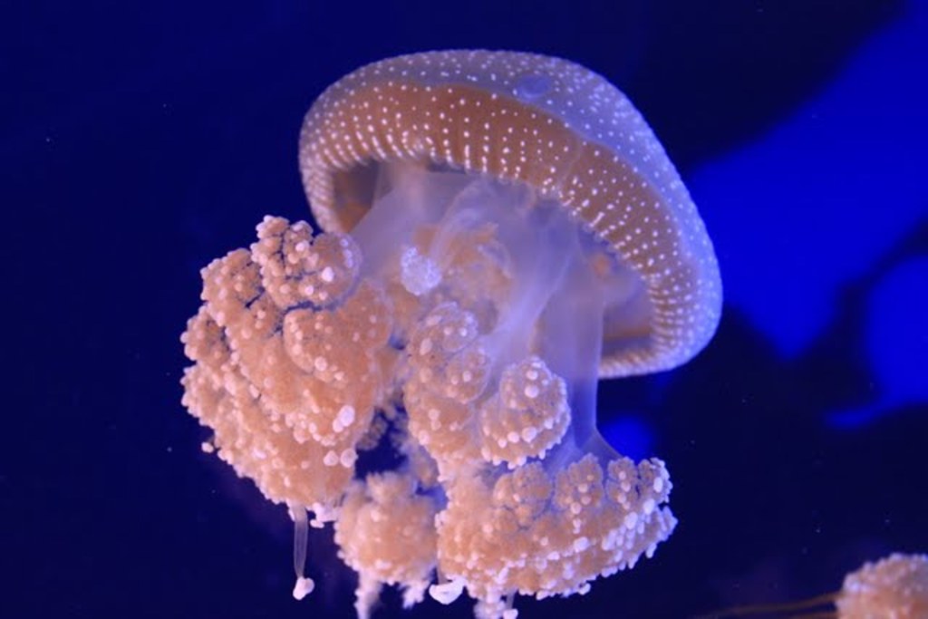 Подводнй мир (Underwater World)
